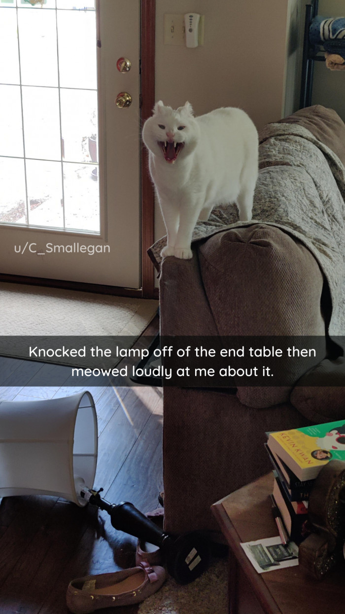 8. Well, what else did you expect from such an expressive cat?