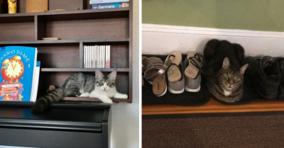 30 Cats And Kittens Who Found The Purr-fect Spot To Cozy Up And Doze Off Despite How Weird It Seems To Humans