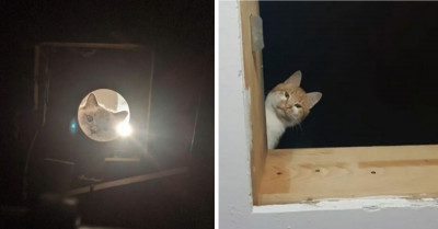 50 Of The Best Pictures Of Cats Watching People From Up In The Ceiling