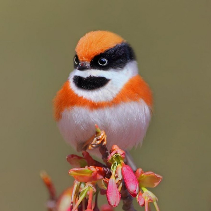 This Bird That Has A Mischievous Pattern Looks Like Quite The Adorable  Troublemaker