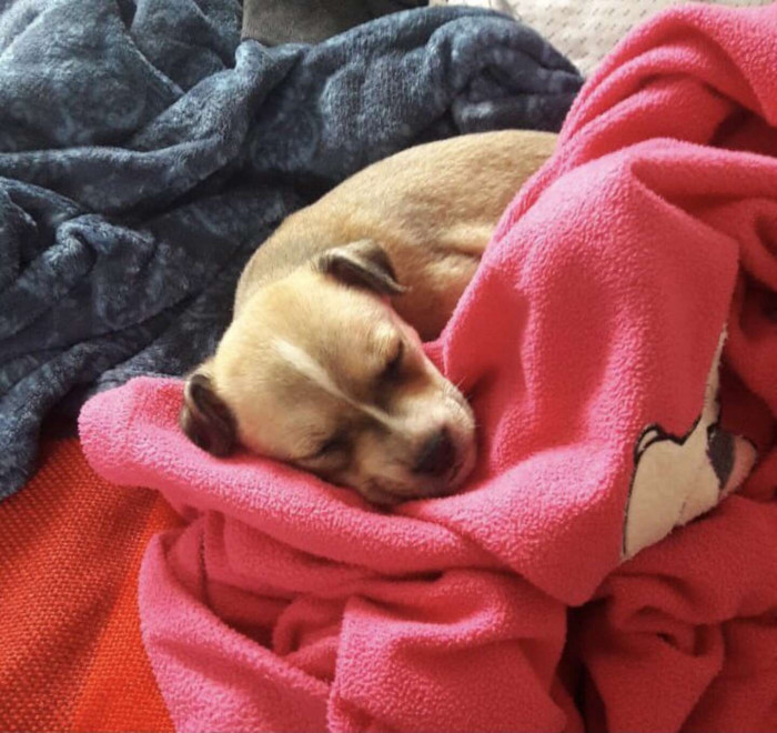 She contacted the man who posted it, and he said he would be happy for the elderly lady to have the pup.