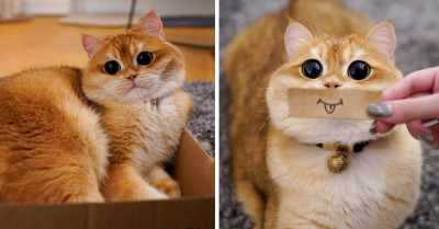 Meet The Real-Life Puss in Boots, Pisco, Who Also Has Incredibly Big, Adorable Eyes