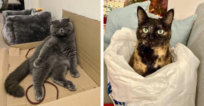 48 Cats Who'd Choose Anything Over Their Fluffy Beds, No Matter How Uncomfortable It Is