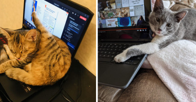 16 Funny Cat Pictures That Will Show Why Their Owners Are Unable to Finish Their Work on Time