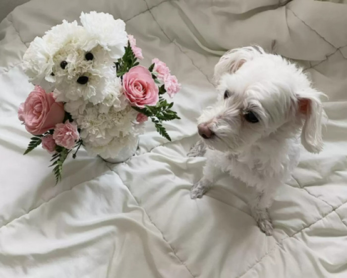 They look exactly the same, the only difference being one is living and the other is non-living!