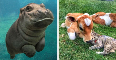 22 Animal Photos Show That Cuteness Is A Quality Found In Creatures Of All Shapes And Sizes