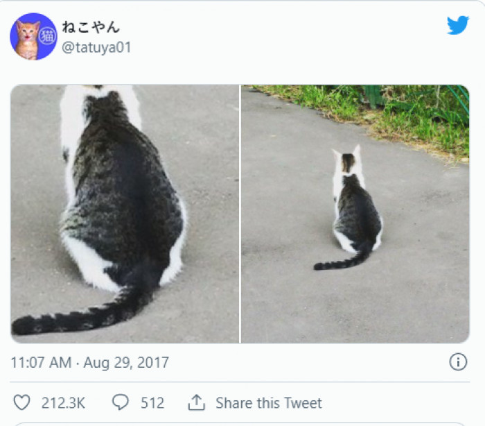 1. When there's a cat in the hat, there's also a cat in a cat.