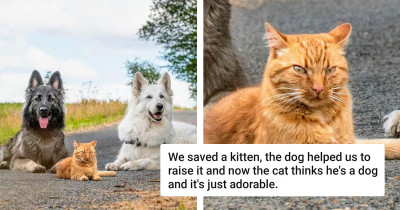 Cat Rescued and Raised by Dog Siblings Thinks He Is a Dog Too