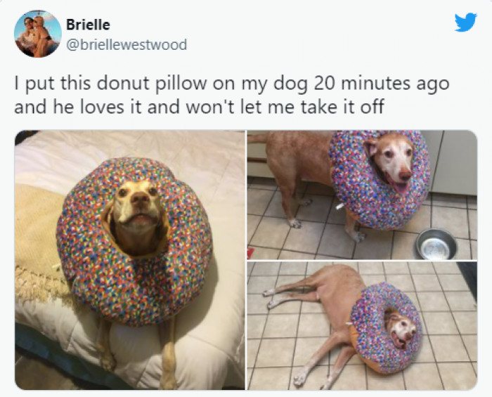 15. The donut pillow is long gone, brother; don't even think that you will get it back!