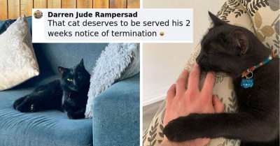 Hilarious Cat Made Friends With The Mouse He Was Supposed To Catch