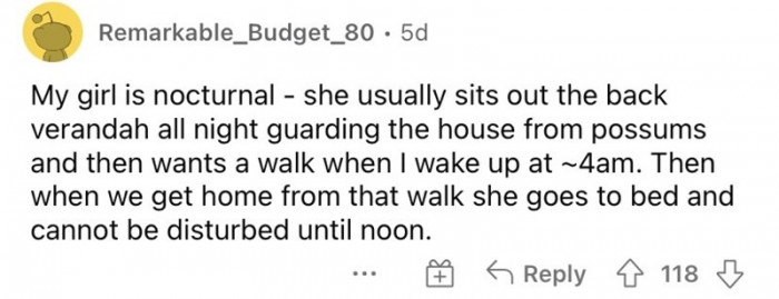 11. The dog knows its schedules
