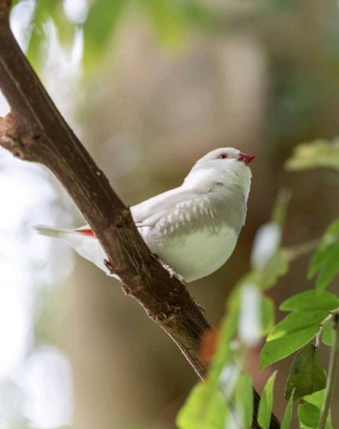 While firetail finches are not exactly classified as threatened, their numbers are slowly declining. These are most likely caused by feral cats and habitat loss.