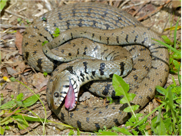 8. Some brave kids like playing the snake game in real life when they're bored.