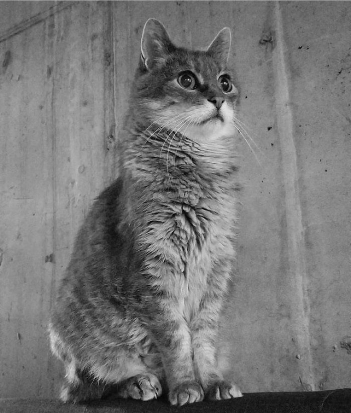 6. My 20-year-old kitten