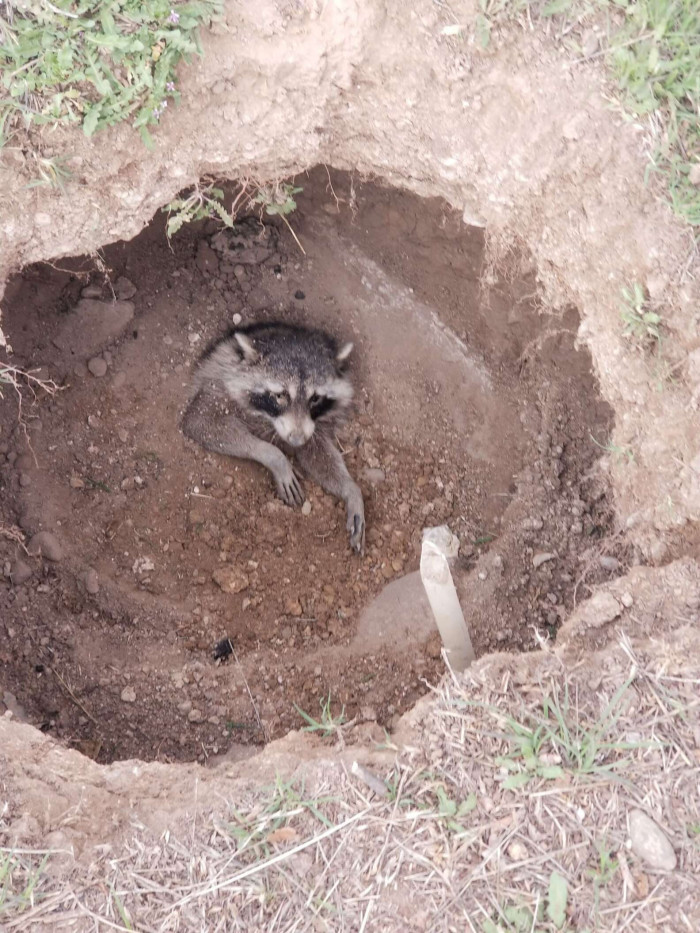 There was a raccoon trapped inside!