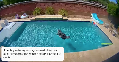 Little Dog Caught On Camera During His Alone Time Might Make You Want To Keep An Eye On Your Pets