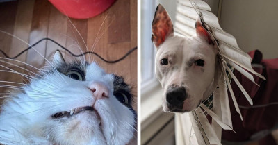 22 Owners Pictorially Show What Kind of Silliness Could Happen If You Leave Your Pet Alone at Home