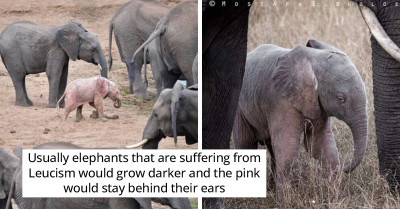 A Safari Ranger Spots A Rare Pink Baby Elephant In A South African Reserve