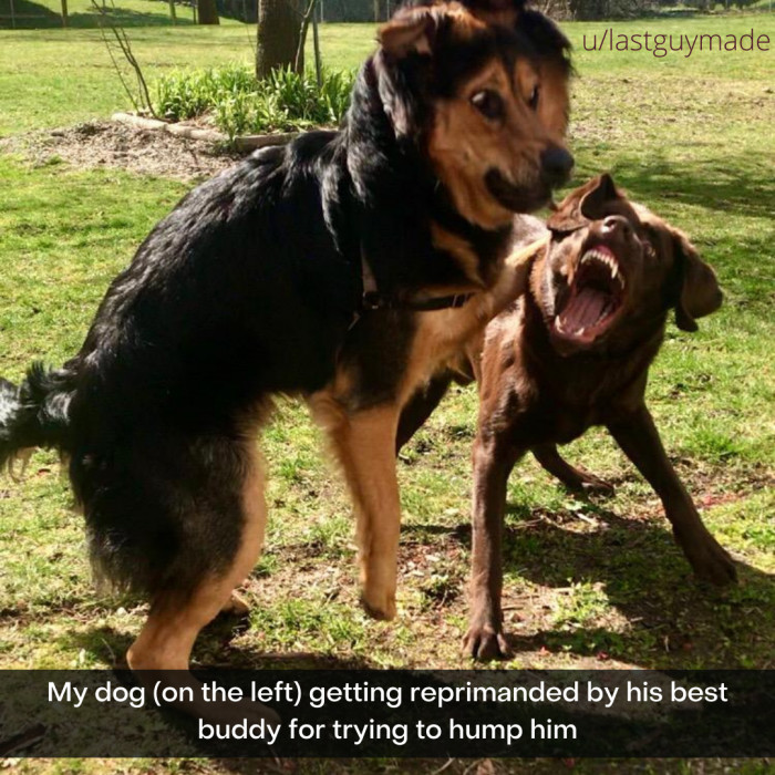 18. Will doggo learn from their mistake? Only time will tell.