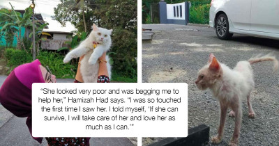 Stray Kitty Went Through An Amazing Transformation After She Found A Loving Home