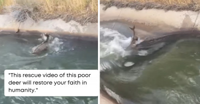 This Thrilling Video Of A Baby Deer Being Rescued From Fast-Moving Waters Will Keep You On The Edge Of Seat