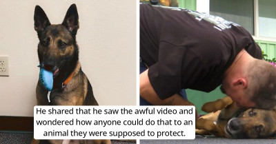 German Shepherd Finds Her Forever Home With A War Vet After Being Thrown Off A Balcony By Her Previous Owner