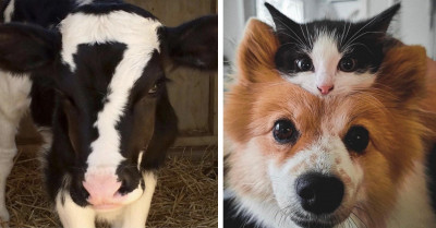 20+ Inspiring Pet Photos Sure To Lift Your Spirits