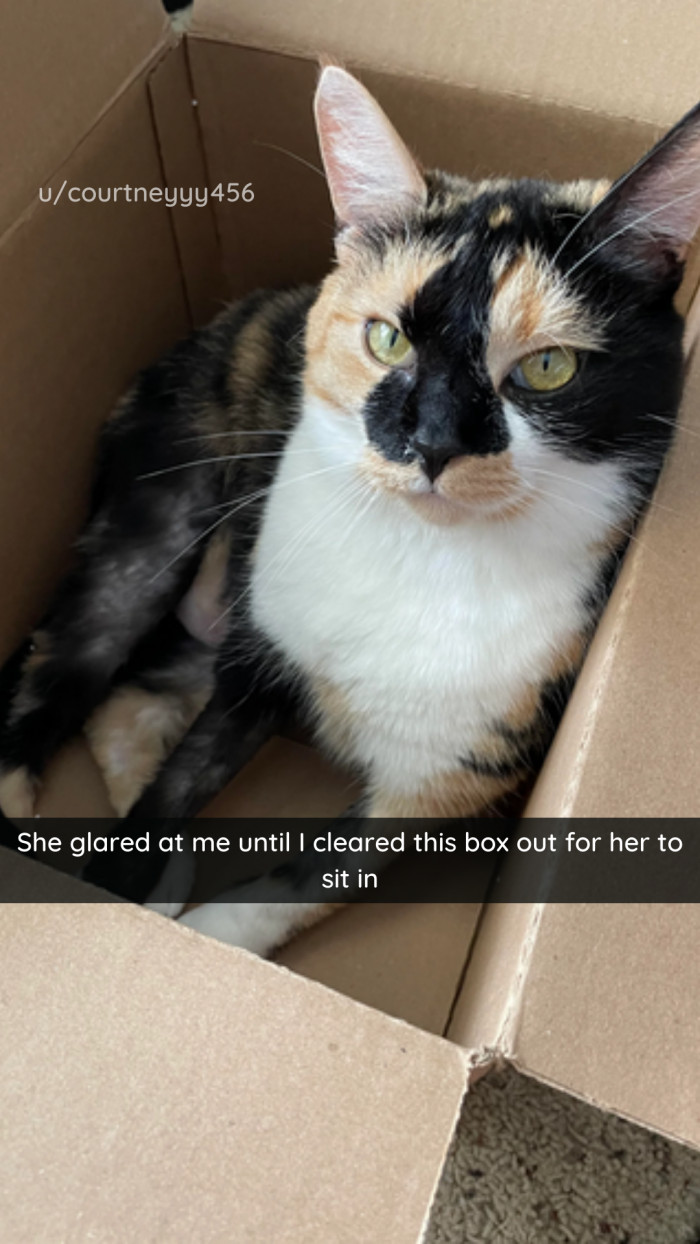 21. When your cat claims a box, your best bet is not to interfere in any negative way.