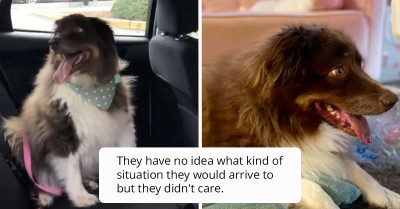 Grandpa's Dog Was About To Be Put Down But This Couple Drove For Hours To Save Him