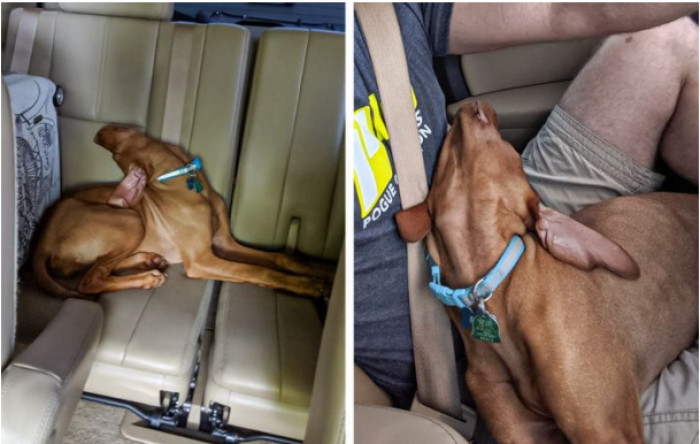 15. “Just my dog taking naps. Normal...”