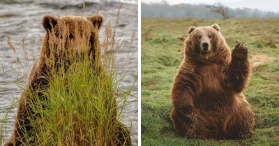 30 Photos Of Bears Doing Adorable and Ridiculous Things