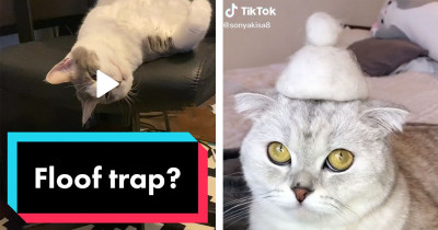 21 Adorable Pet TikTok Videos To Make Your Day