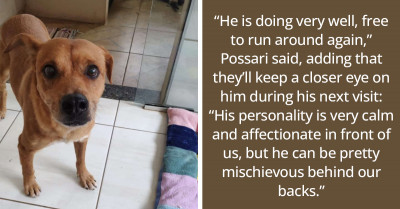 Dog Wakes Up In Vet Clinic, Realises He's Been Neutered, Then Proceeds To Destroy The Place