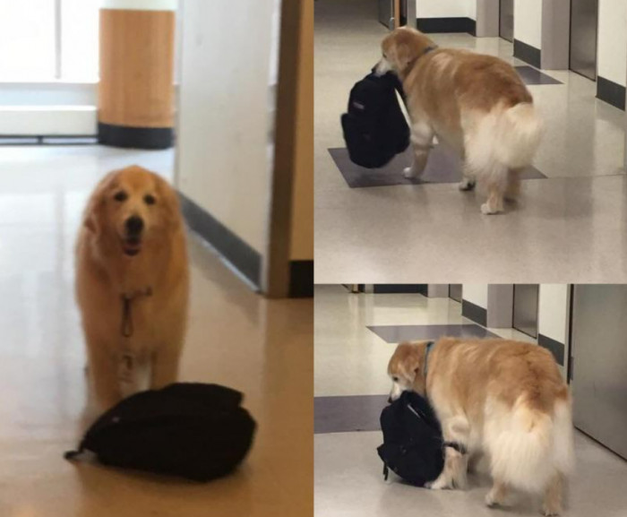 16. Watching this hospital therapy dog carry his bag full of toys around is so therapeutic.