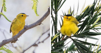 Wilson’s Warbler: A Dazzling Yellow-faced and Bellied Bird with a French Beret and Olive Green Wings