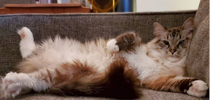 Best of luck to Dinah, living the good life she deserves!