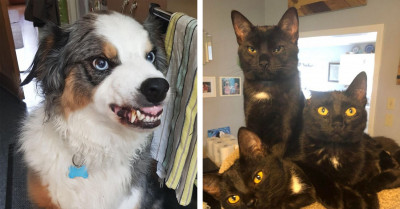 21 Funny Photos That Show Pets Have Their Very Own Reasoning That We Might Never Get