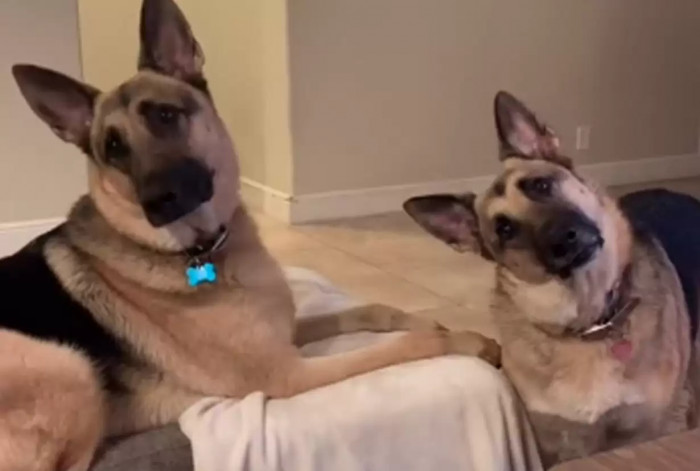 Once their owner began inserting their favorite words throughout the conversation, the two of them couldn't stop their heads from tilting adorably from side to side