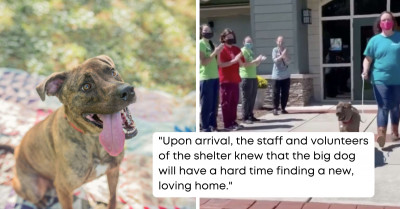 Shelter's Longest Tenured Dog Gets a Heartfelt Farewell from Staff When He Finally Gets Adopted