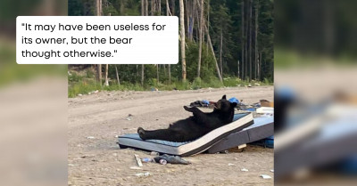 Woman Spotted A Bear In A Nearby Landfill Having Some "Me" Time