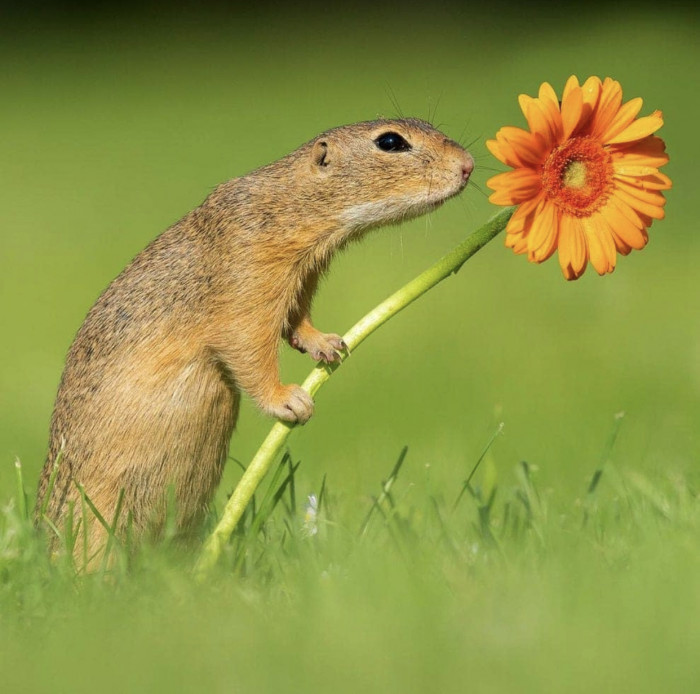 “Curious ground squirrel trying to smell an orange flower 🌸 ”