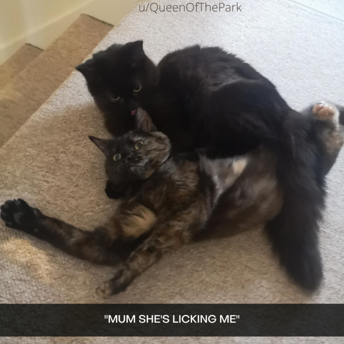 24. Put your paws up for some quality sibling chaos: