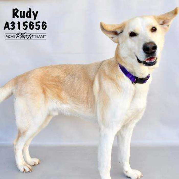 Meet Rudy, the big shelter dog