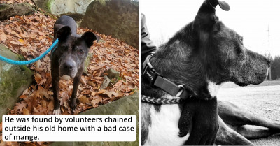 Long-time Shelter Resident Pit Bull Finds His Forever Home Thanks to One Dedicated Volunteer