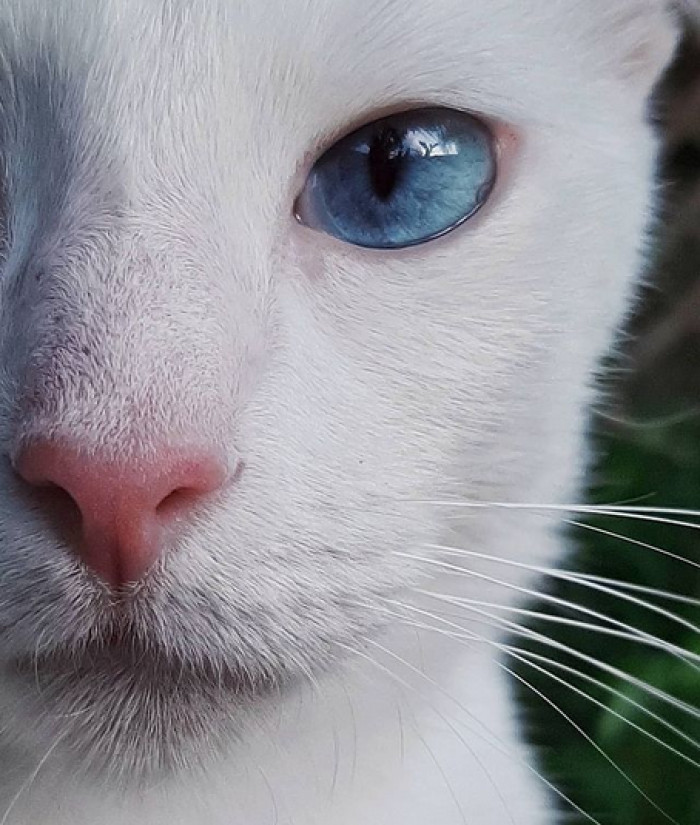 Penny lives a good life with Henri and Melanie.