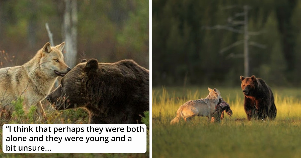 Extraordinary Pictures Of Unusual Friendship Between Bear And Wolf Will Melt Your Heart