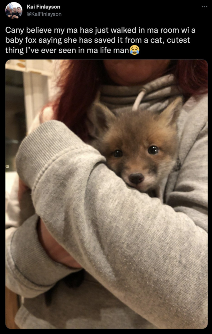 7. Scottish Twitter is going crazy over this adorable stray fox who was saved from a catfight