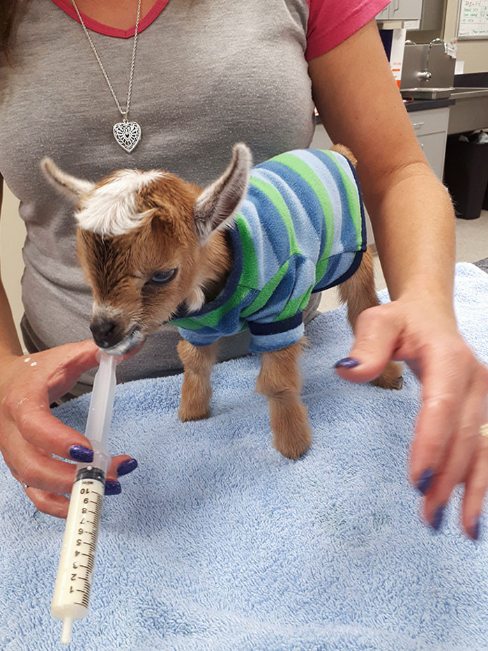 Matilda the baby goat is keeping warm with that shirt