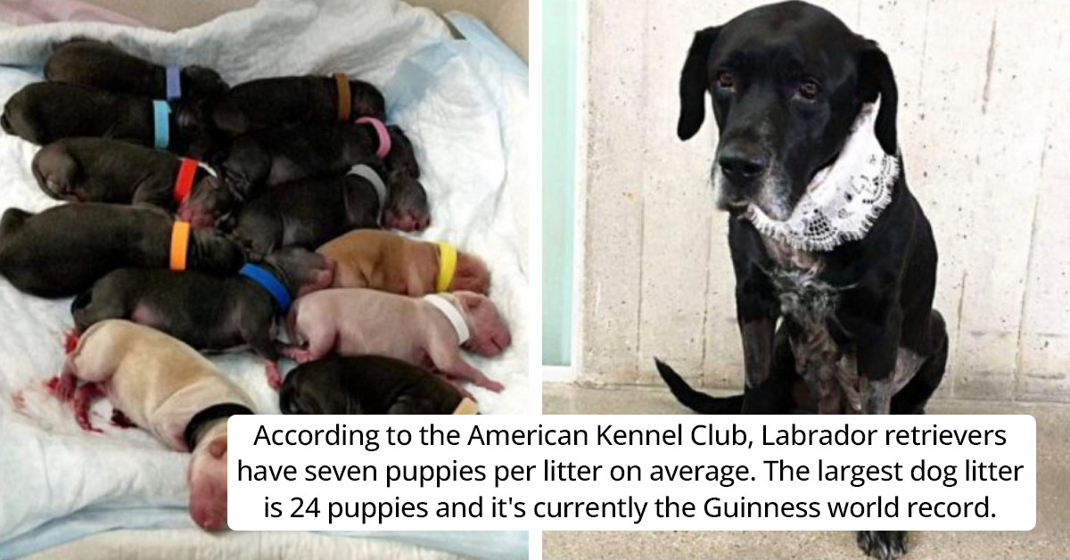 Una perra perdió a sus 21 cachorros luego de ser abandonada en un refugio por complicaciones en el parto