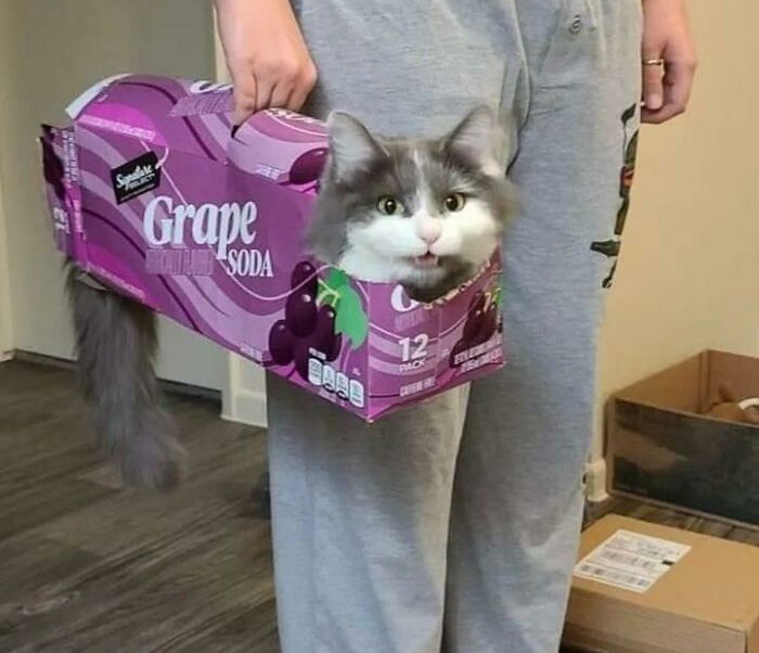 14. This kitty loves being carried around in empty soda cases